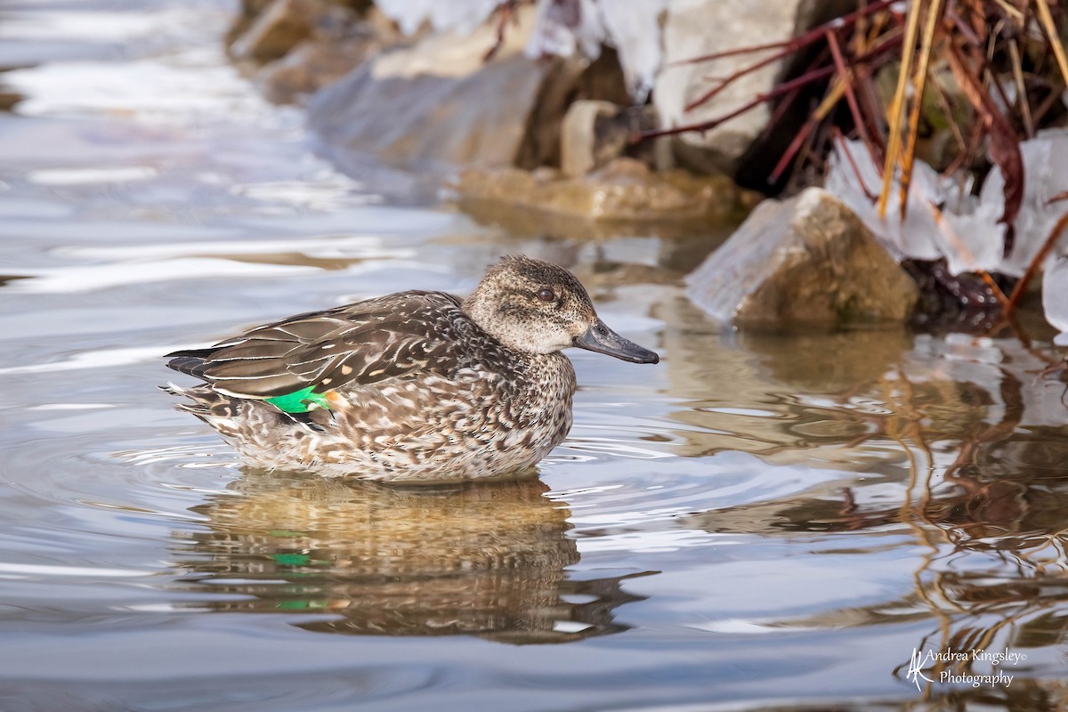 Green-winged Teal - ML425199791