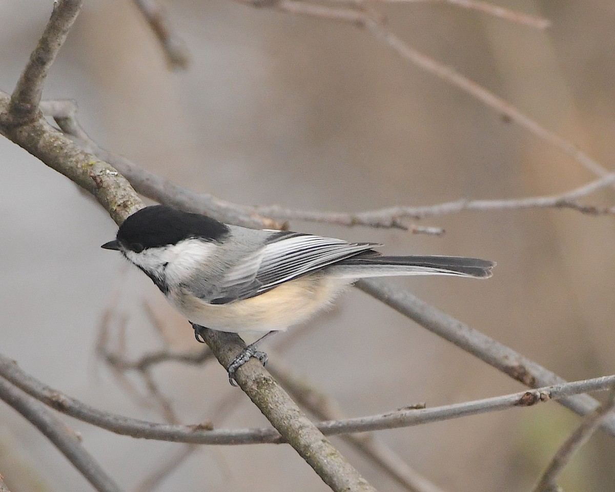 Black-capped Chickadee - Ted Wolff