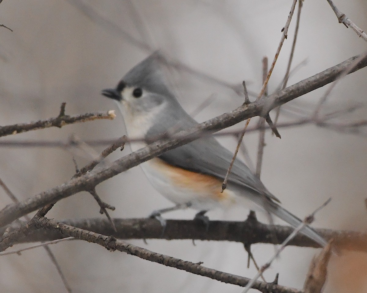 Tufted Titmouse - Ted Wolff