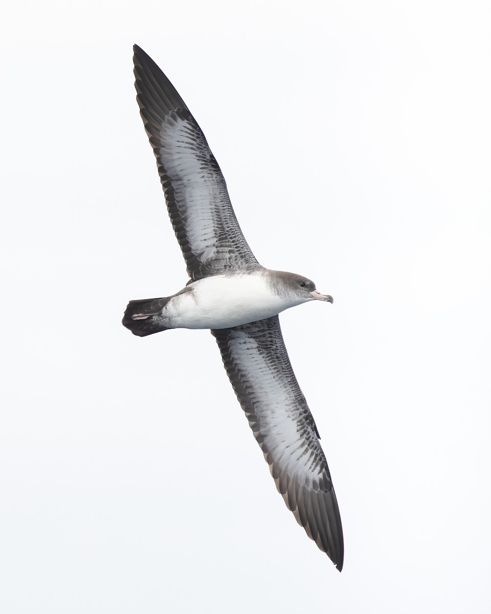 Pink-footed Shearwater - Dorian Anderson