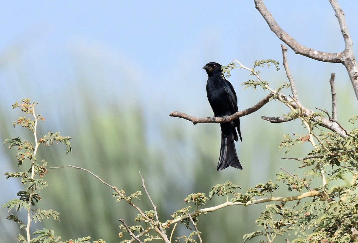 Fork-tailed Drongo (Glossy-backed) - ML425203631
