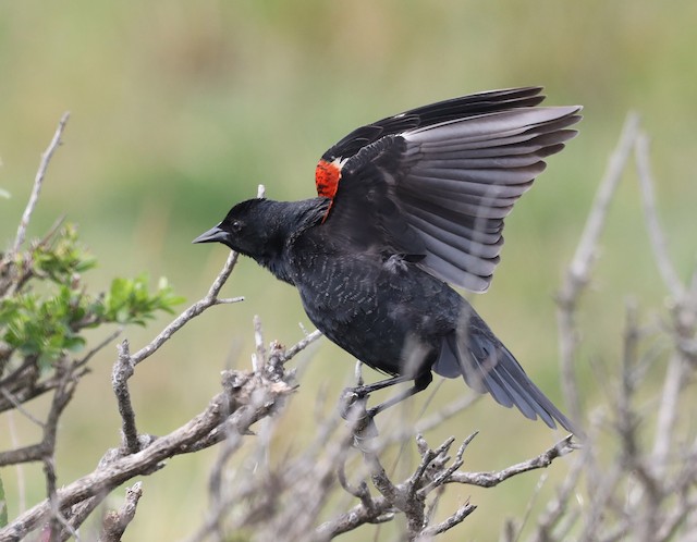 Plumages, Molts, and Structure - Tricolored Blackbird - Agelaius