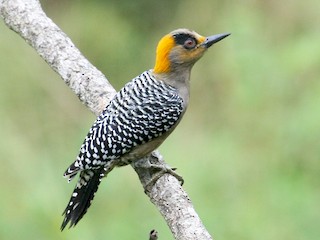  - Golden-cheeked Woodpecker