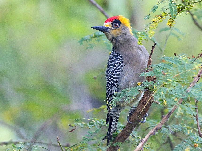 Golden-cheeked Woodpecker - Ryan Shaw