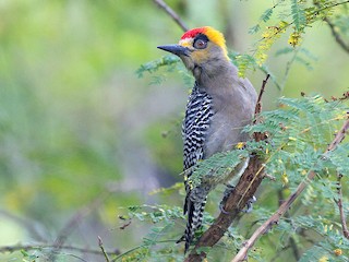  - Golden-cheeked Woodpecker