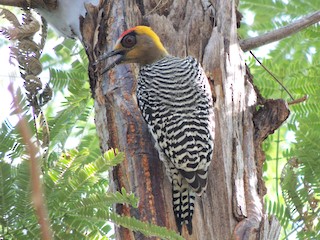  - Golden-cheeked Woodpecker