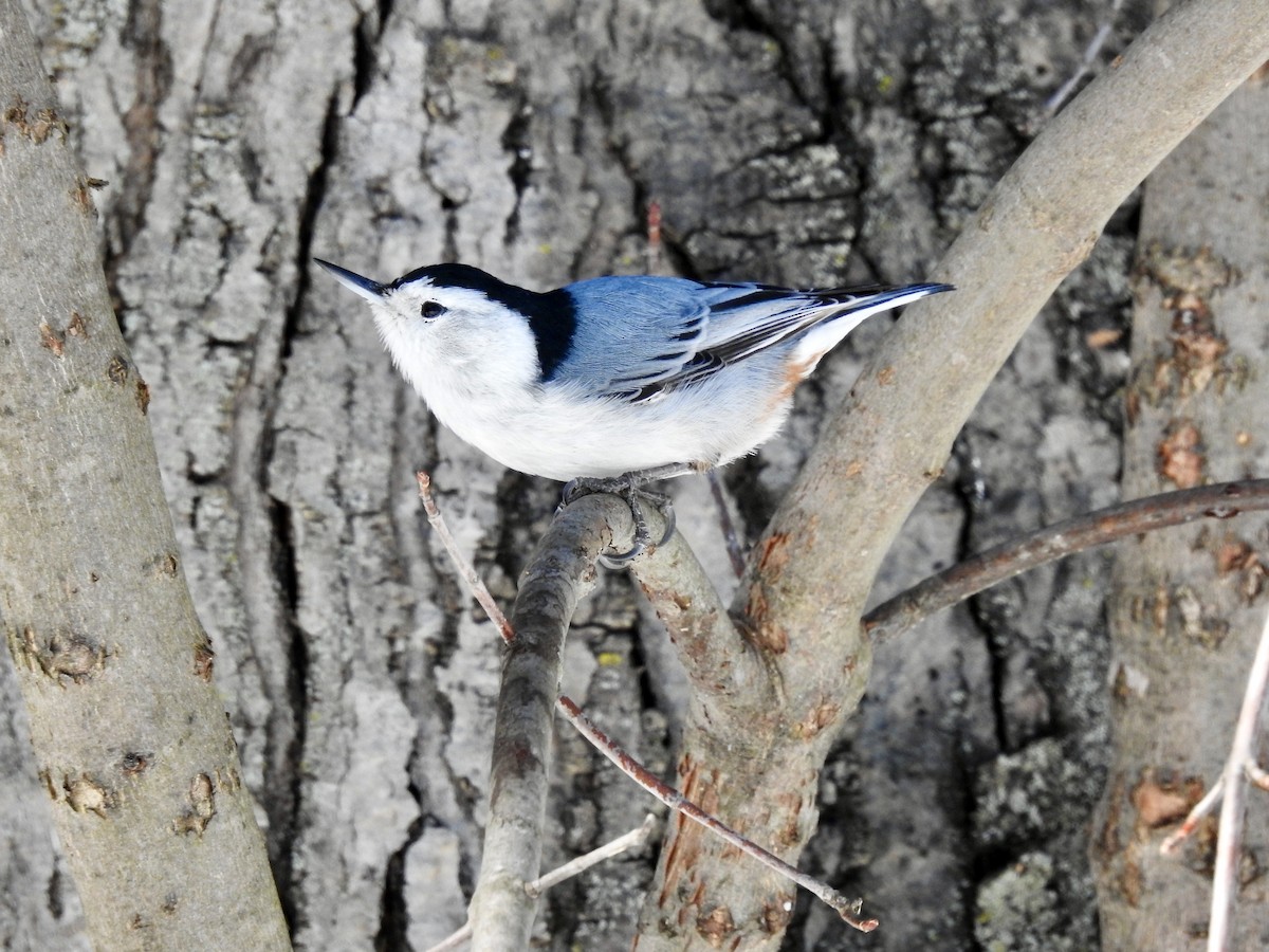 White-breasted Nuthatch - ML425214491