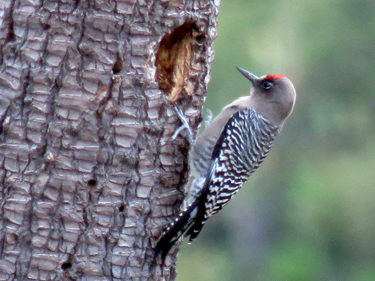 Gray-breasted Woodpecker - Ariadna Tobon