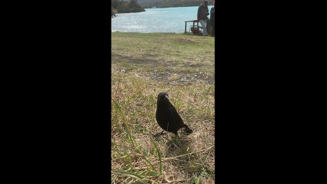 Austral Blackbird - ML425218231