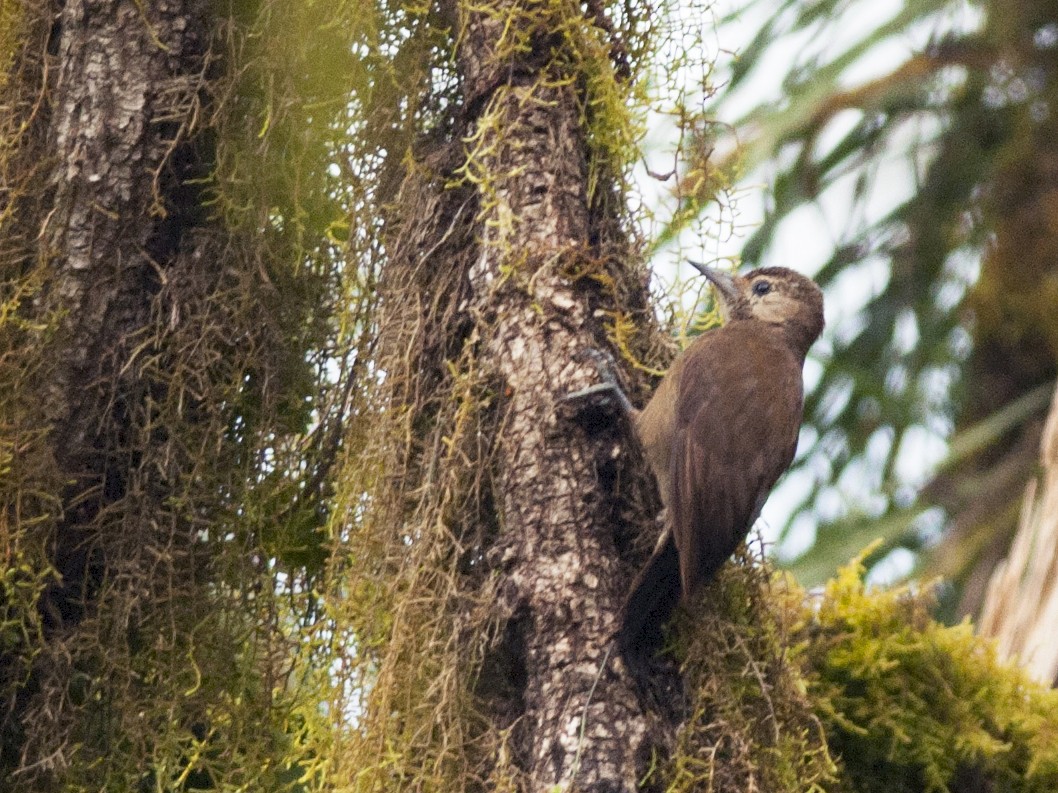 Smoky-brown Woodpecker - Giselle Mangini
