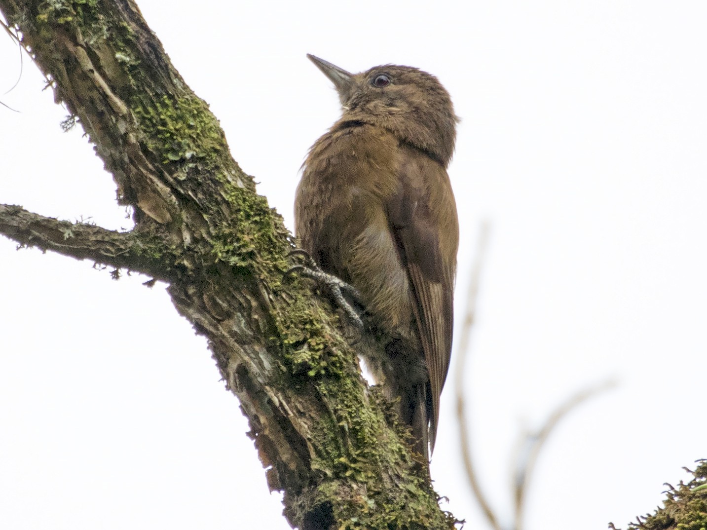 Smoky-brown Woodpecker - eBird