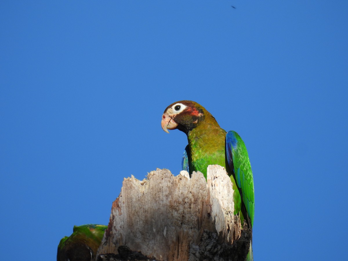 Brown-hooded Parrot - Nathan Mast