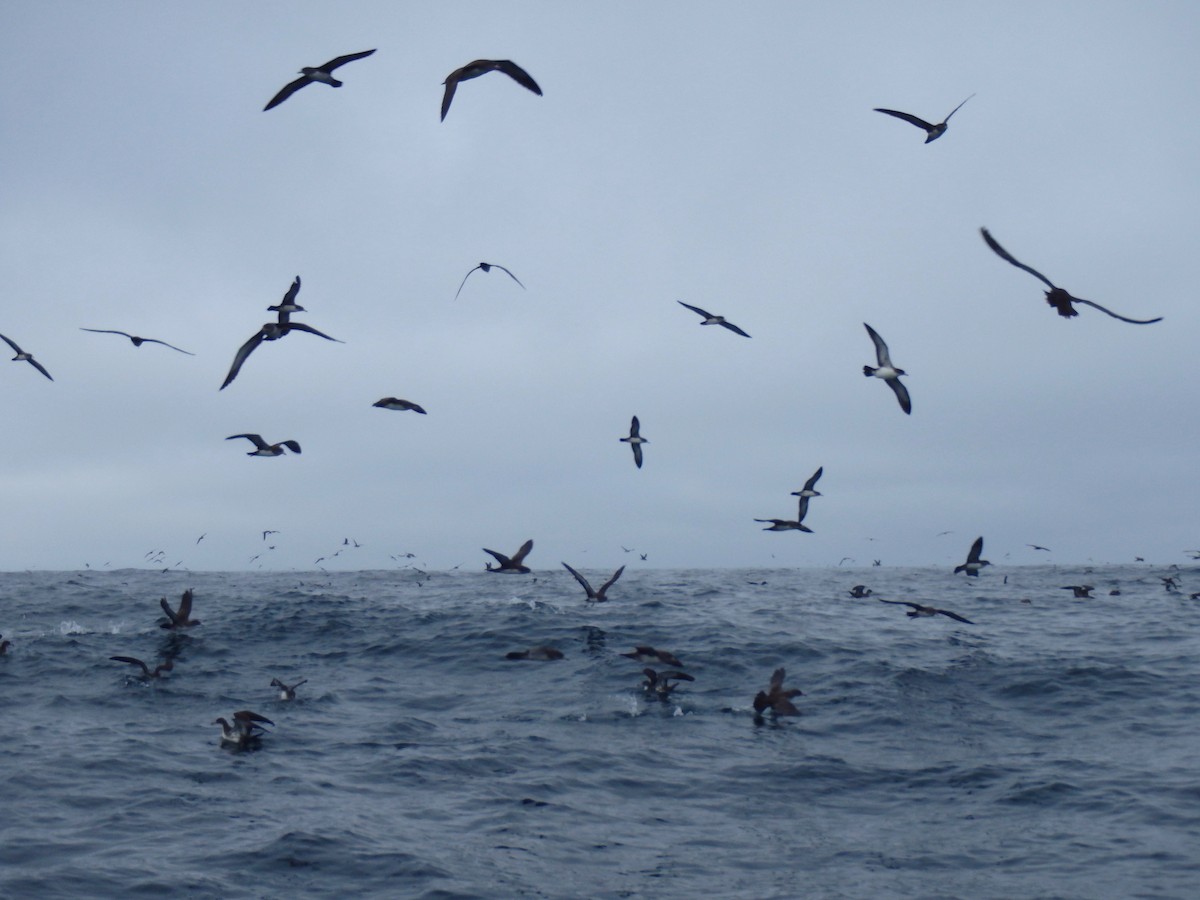 Pink-footed Shearwater - Oikonos Ecosystem Knowledge