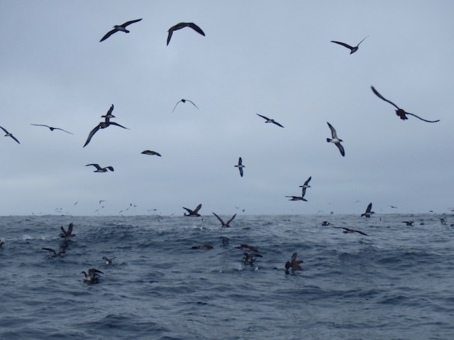 Birds foraging in Isla Mocha’ waters during the breeding season. - Pink-footed Shearwater - 