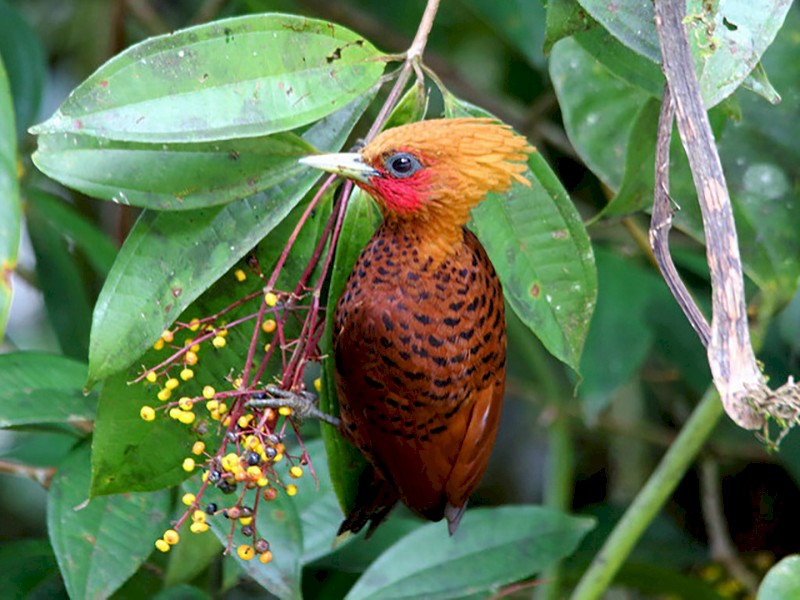 Chestnut-colored Woodpecker - Marcelo Corella