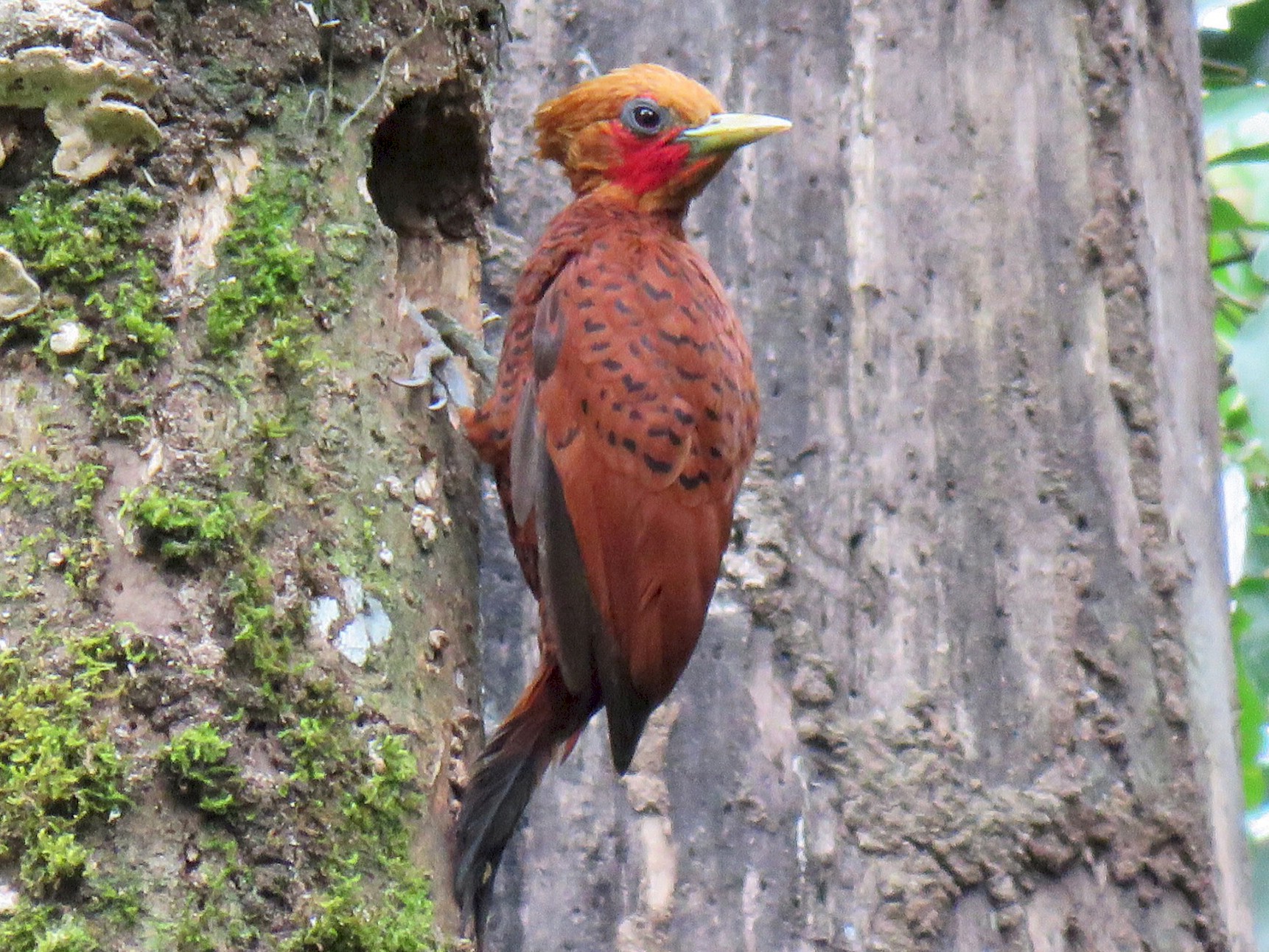 Chestnut-colored Woodpecker - Alec Humann