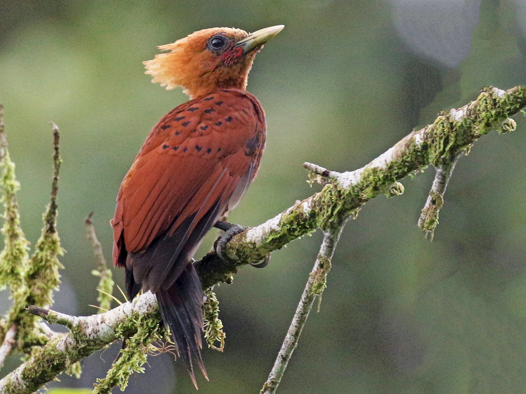 Chestnut-colored Woodpecker - eBird