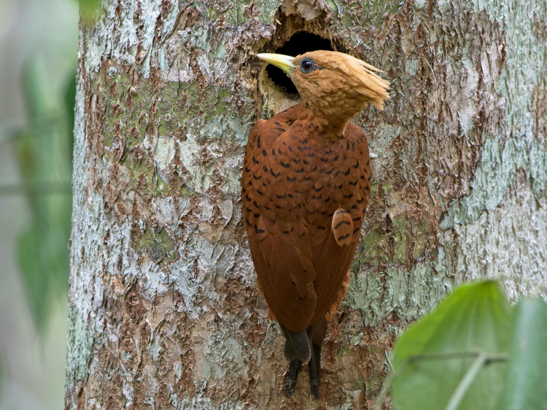 Chestnut-colored Woodpecker - Jonatan David Suruy Medrano