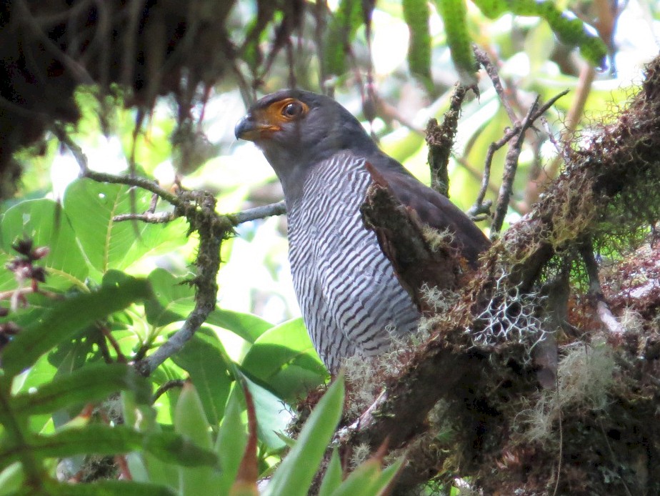 Barred Forest-Falcon - Wade Nolan