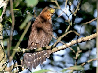  - Barred Forest-Falcon