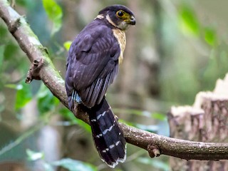 - Barred Forest-Falcon