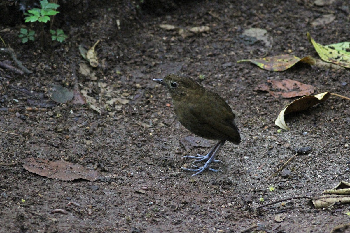 Brown-banded Antpitta - ML42523401