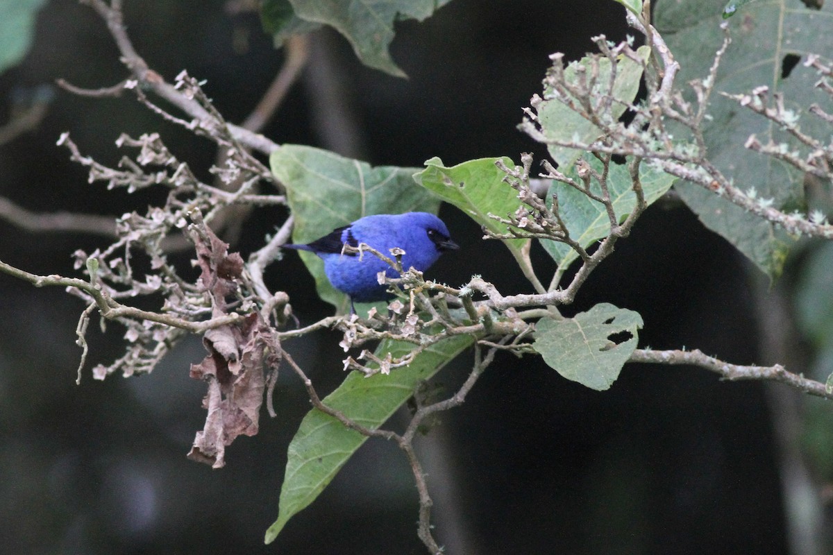 Blue-and-black Tanager - ML42523441