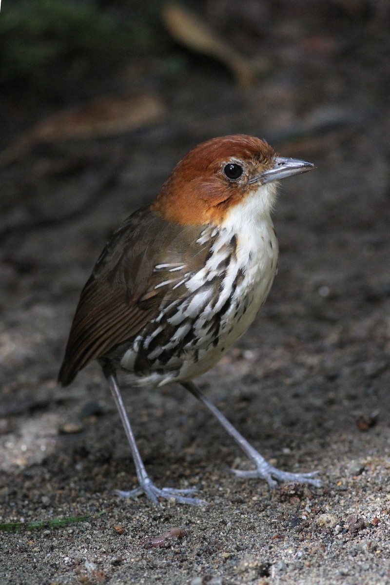 Chestnut-crowned Antpitta - Michael McCloy