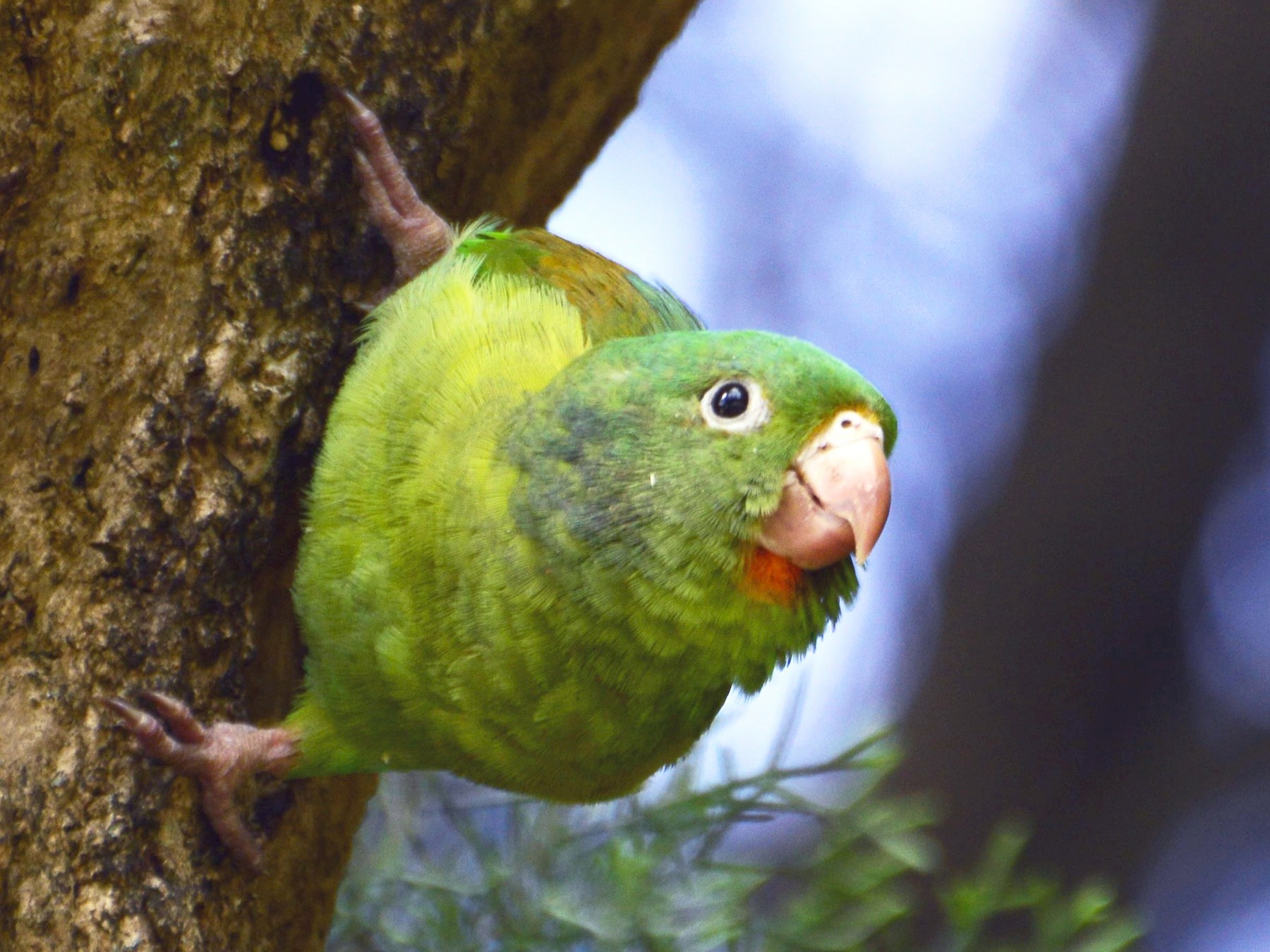 Orange-chinned Parakeet - Daniel Martínez