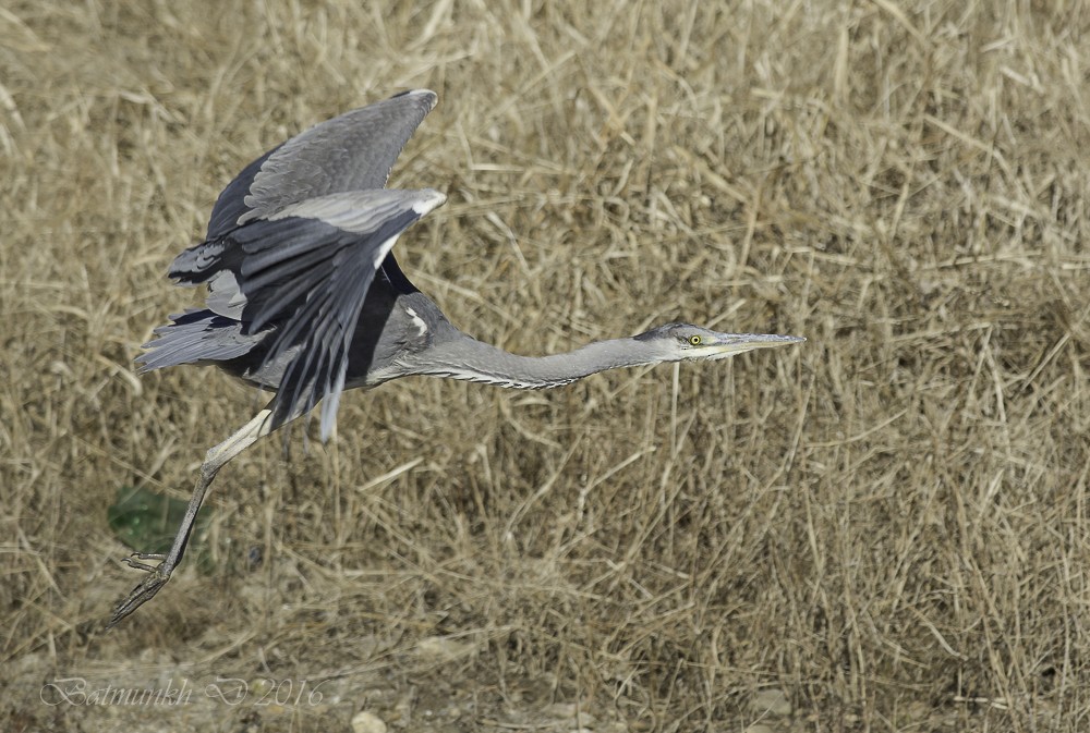 Gray Heron - Batmunkh Davaasuren