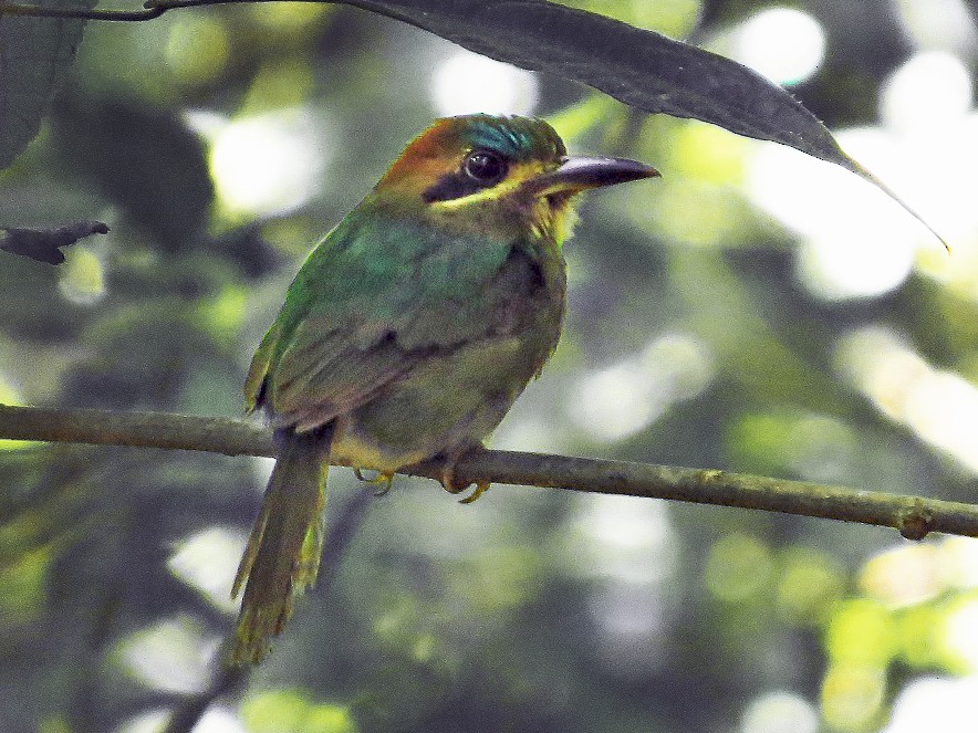 Tody Motmot - eBird