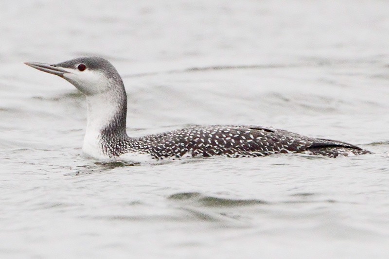 Red-throated Loon - ML42524191