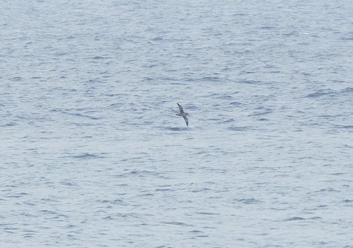 Sooty/Short-tailed Shearwater - Anonymous