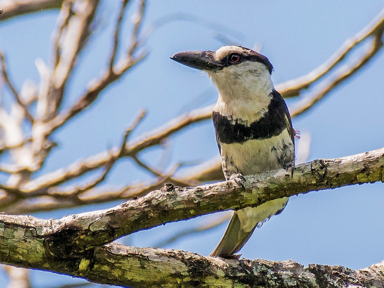 White-necked Puffbird - eBird