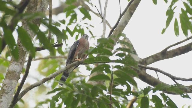Double-toothed Kite - ML425251181
