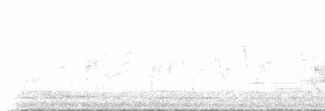 Carouge à épaulettes (groupe phoeniceus) - ML425252351
