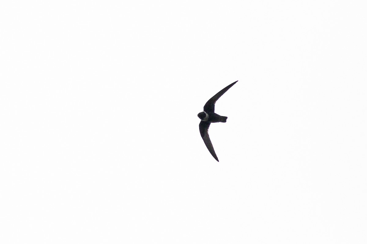 White-collared Swift - Michael McCloy
