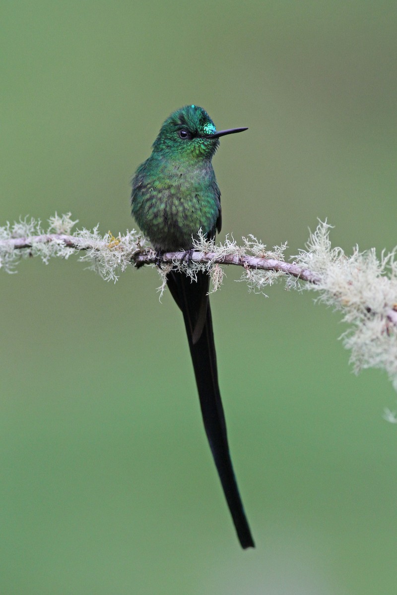 Long-tailed Sylph - ML42526141