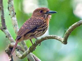  - White-whiskered Puffbird