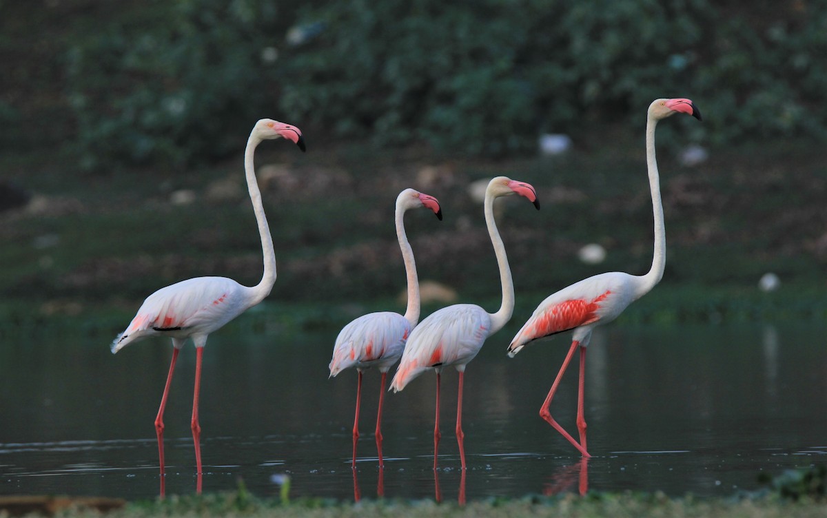 Greater Flamingo - sahithya selvaraj