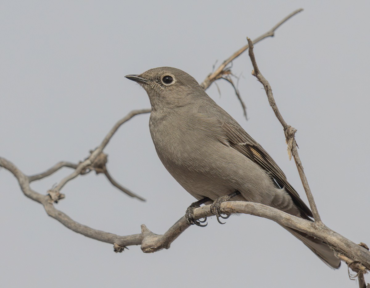 Townsend's Solitaire - ML425267641