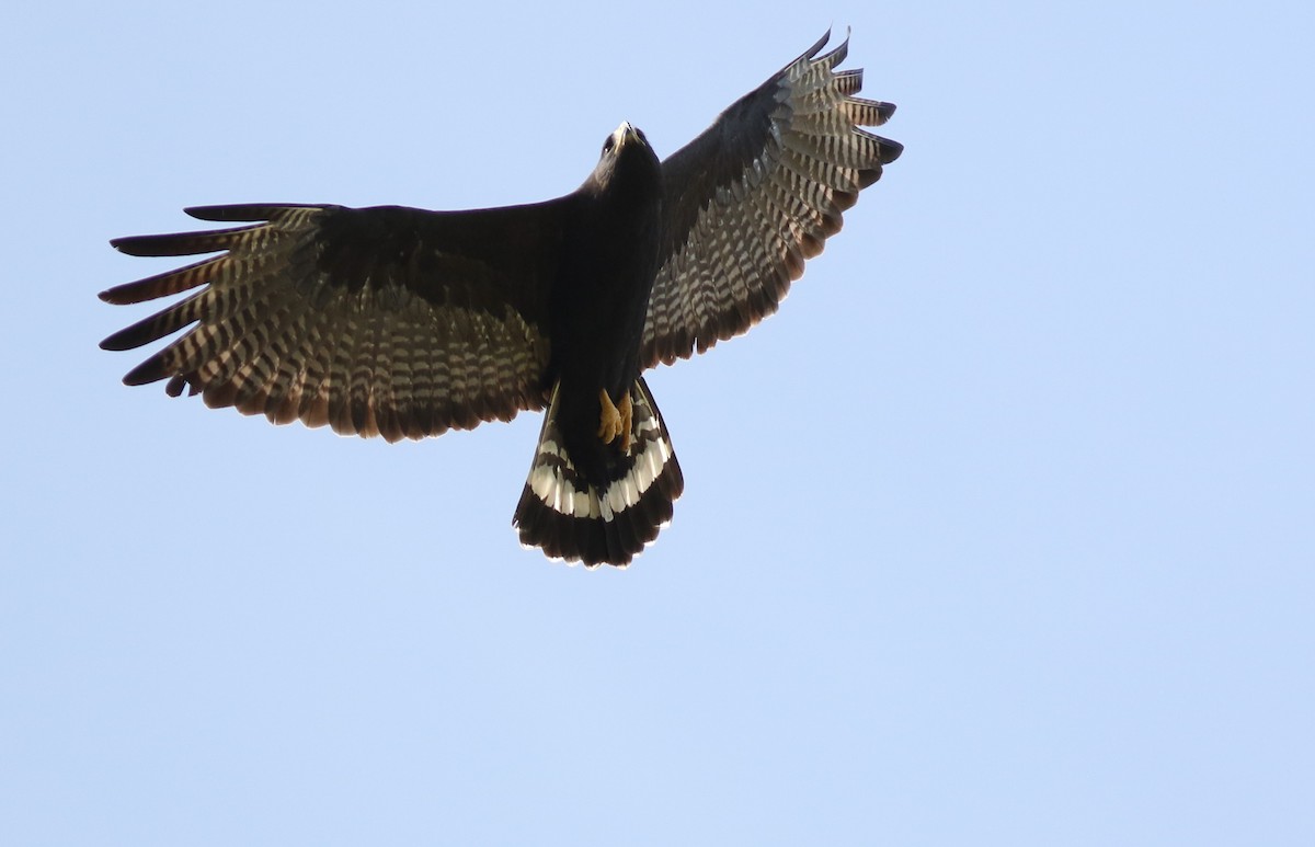 Zone-tailed Hawk - Mark Patry