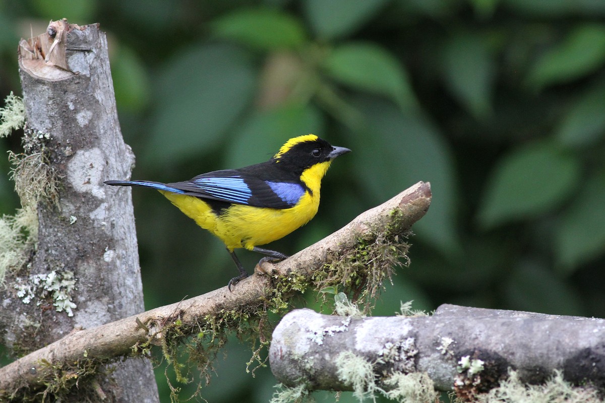 Blue-winged Mountain Tanager - ML42527331