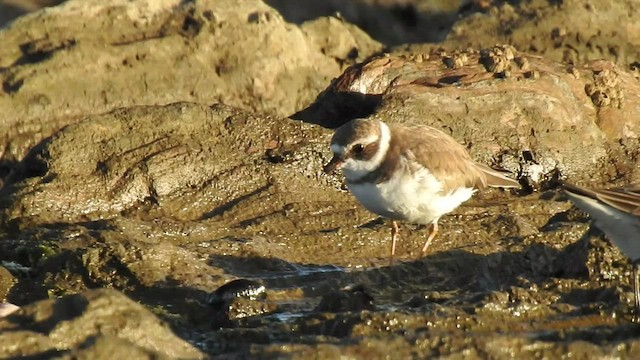 Semipalmated Plover - ML425276041