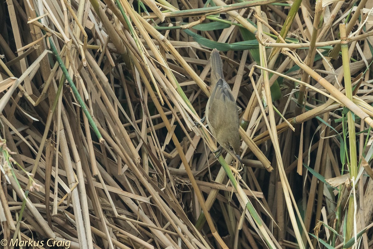 Clamorous Reed Warbler (Brown) - ML42528361