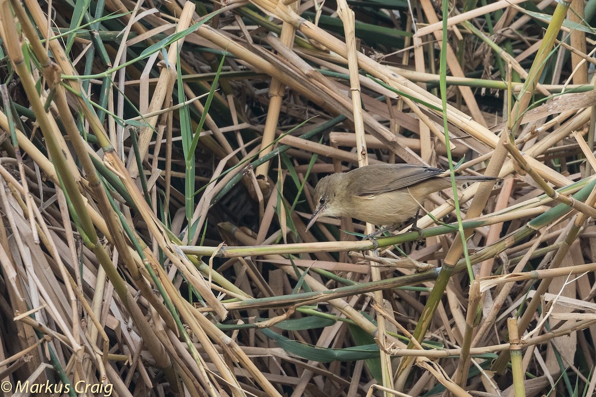 Clamorous Reed Warbler (Brown) - ML42528371