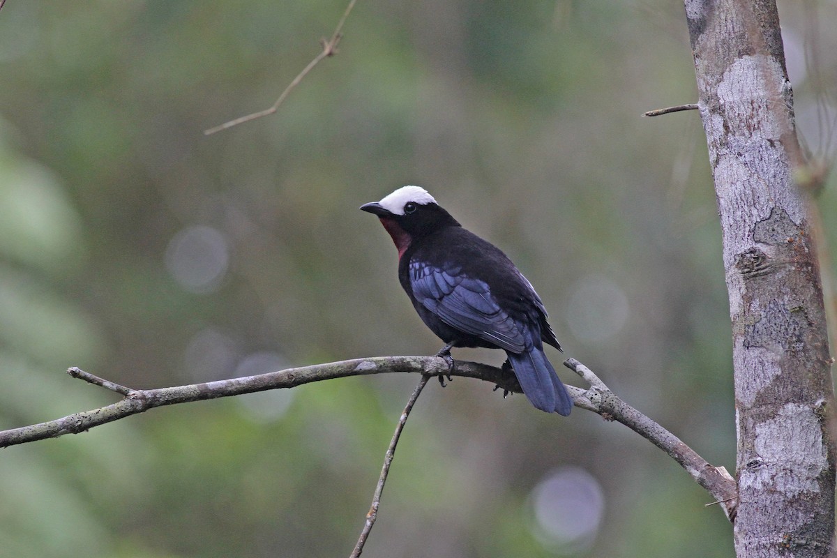 White-capped Tanager - Michael McCloy