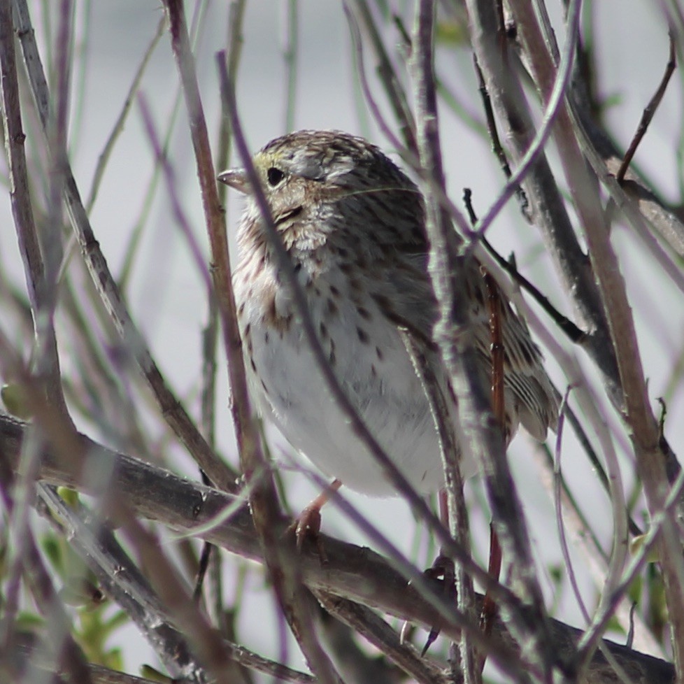 Savannah Sparrow - ML425285701