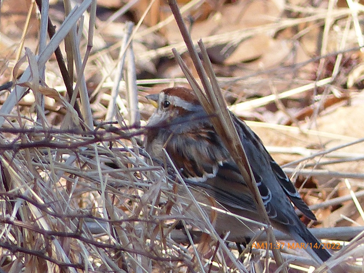 American Tree Sparrow - ML425286641