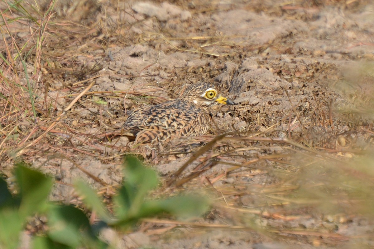 Spotted Thick-knee - ML42528901